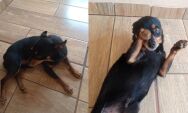 Cachorro Scoob desaparece perto de escola em S&atilde;o Gabriel do Oeste
