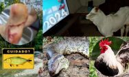 Peixe que atacou turista, galo denunciado &agrave; pol&iacute;cia e morte de sucuri ic&ocirc;nica: MS teve 2024 agitado 