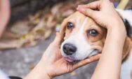 Campanha Dezembro Verde combate o abandono de animais e conscientiza sobre ado&ccedil;&atilde;o consciente