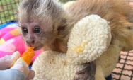 CRAS/Imasul acolhe filhote de macaco-prego com fratura e inicia cuidados intensivos para recupera&ccedil;&atilde;o