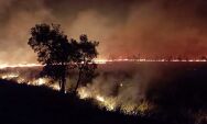 &Aacute;rea queimada no Brasil aumenta em 90% em rela&ccedil;&atilde;o a 2023