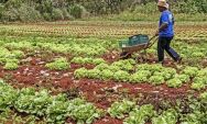 MS lidera ades&atilde;o de agricultores
familiares ao Programa
Fomento Rural