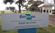 Com vagas para tr&ecirc;s cidades de MS, Embrapa prorroga pela segunda vez as inscri&ccedil;&otilde;es
