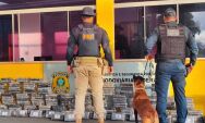 C&atilde;es farejadores ajudam PRF a localizar droga escondida em carga de mudan&ccedil;a

