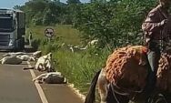 Caminh&atilde;o desgovernado atropela e mata mais de 10 bois em MS