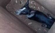 Cachorros s&atilde;o encontrados amarrados dentro de bueiro em MS