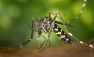 Com &oacute;bitos em Coxim, MS chega a seis mortes por dengue em 2025