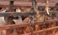 Oito c&atilde;es s&atilde;o resgatados de gaiola em situa&ccedil;&atilde;o de maus-tratos em MS