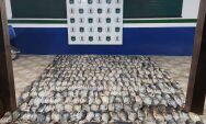 PMA apreende 188 kg de pescado irregular em fiscaliza&ccedil;&atilde;o no Rio Paraguai
