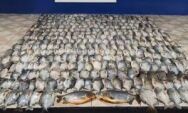 Mal encerrada a Piracema, PMA apreende piranhas e pacus com pescadores em MS