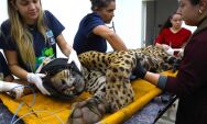 On&ccedil;a-pintada capturada ap&oacute;s ataque no Pantanal chega ao CRAS para exames
