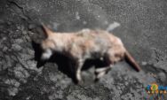 Idoso &eacute; acusado de matar cachorro com fac&atilde;o e pauladas em Coxim; Pol&iacute;cia Civil investiga o caso