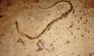 Menino de 4 anos &eacute; picado por cobra no Pantanal e resgatado por avi&atilde;o at&eacute; Coxim