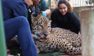 On&ccedil;a-pintada capturada no Pantanal &eacute; transferida para centro de reabilita&ccedil;&atilde;o em S&atilde;o Paulo

