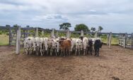 Funcion&aacute;rio &eacute; preso com 42 cabe&ccedil;as de gado furtadas e armas irregulares em Rio Verde de MT