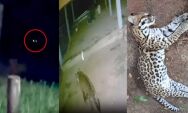 Algo est&aacute; acontecendo no Pantanal? Por que felinos chegam cada vez mais perto de cidades?
