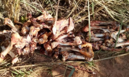 Moradores denunciam descarte irregular de ossadas de animais em estrada rural de Rio Verde