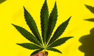 Crian&ccedil;as passam mal ap&oacute;s comerem balas com maconha na Holanda