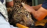 Fezes da on&ccedil;a que atacou caseiro no Pantanal revelam presen&ccedil;a de ossos e cabelos humanos