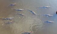 Decoada ressurge com for&ccedil;a no Pantanal
e come&ccedil;a a provocar morte de peixes