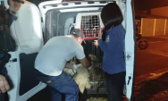 Servidora p&uacute;blica presa por maus-tratos a animais em Dourados &eacute; liberada pela Justi&ccedil;a
