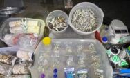 Homem &eacute; preso com laborat&oacute;rio caseiro e cultivo de 'cogumelos m&aacute;gicos' em MS