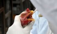 Brasil se declara pa&iacute;s livre
da gripe avi&aacute;ria
