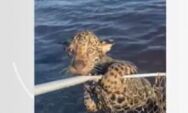 Pescador 'fisga' e ajuda filhote de on&ccedil;a a atravessar rio no Pantanal de MS