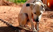 Homem que manteve cachorro amarrado com arame &eacute; preso