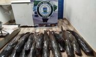 PMA de Coxim apreende 134 kg de pescado ilegal durante opera&ccedil;&atilde;o na regi&atilde;o dos Bispos
