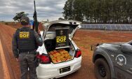 DOF apreende maconha que seria levada a Curitiba; suspeito receberia R$ 10 mil pelo transporte

