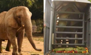 Elefanta Kenya passa por Rio Verde de Mato Grosso rumo ao Santu&aacute;rio de Elefantes Brasil