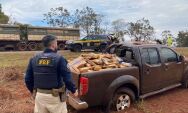 Pol&iacute;cia apreende 703 kg de maconha ap&oacute;s persegui&ccedil;&atilde;o na BR-163
