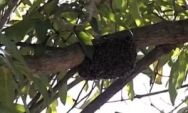 Trabalhador rural morre atacado por abelhas em planta&ccedil;&atilde;o de laranjas em MS
