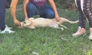 Idoso &eacute; flagrado praticando zoofilia com cadela