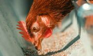 Dia da Avicultura destaca integra&ccedil;&atilde;o entre gr&atilde;os e produ&ccedil;&atilde;o de aves em Mato Grosso do Sul

