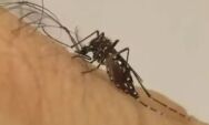 Com mais 4 v&iacute;timas, chikungunya chega a 16 mortes em MS
