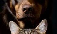 Campanha Antirr&aacute;bica 2025: Vacina&ccedil;&atilde;o Gratuita de C&atilde;es e Gatos Acontece Neste S&aacute;bado (27)