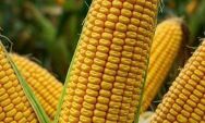 Colheita do milho em MS supera expectativas e fecha ciclo com recorde de produtividade