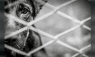 Cadela &eacute; encontrada morta e filhotes sofrem de fome e maus-tratos em resid&ecirc;ncia abandonada