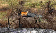Monitoramento aponta redu&ccedil;&atilde;o de 79% nos inc&ecirc;ndios no Cerrado e 98% no Pantanal em 2025