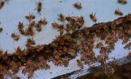 Calor Extremo Aumenta o Risco de Ataques de Escorpi&otilde;es e Abelhas