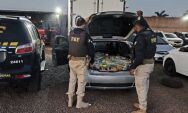 PRF apreende 590 kg de maconha ap&oacute;s persegui&ccedil;&atilde;o na BR-060 em Campo Grande
