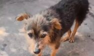 C&atilde;o &eacute; abusado sexualmente e submetido a eutan&aacute;sia por intenso sofrimento em MS