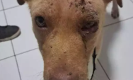 Homem &eacute; preso por agredir cachorro com enxada na frente das filhas em Dourados
