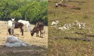 Fazendeiro &eacute; multado por maus-tratos a 500 cabe&ccedil;as de gado em MS