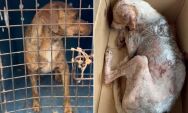 PMA e ONG resgatam dois c&atilde;es v&iacute;timas de maus-tratos em Coxim
