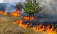 Parque Estadual Nascentes do Rio Taquari sofre com inc&ecirc;ndio devastador 