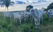 Produtores t&ecirc;m at&eacute; 1&ordm; de dezembro para declarar rebanho e atualizar cadastro rural em MS