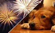 Leitores pedem conscientiza&ccedil;&atilde;o: fogos de artif&iacute;cio causam sofrimento em animais em Coxim